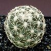 Coryphantha_obscura